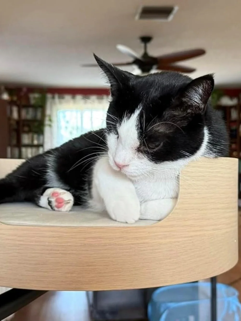 The Original Desk Mounted Cat Bed $179 amazon